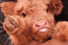 16-cows-that-are-too-friggin-cute-for-words-2-7719-1512405276-1_dblbig.jpg