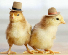 chicks-in-hats.jpg