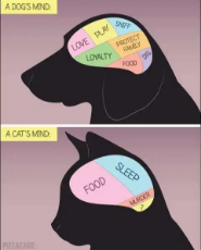 dogs-vs-cats-mind-food-sleep-murder.jpeg