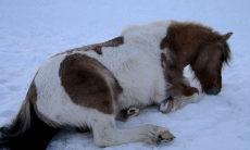 983 - animated mare mini_horse on_back outdoors pinto rolling rolling_in_snow snow underbelly vulva winter.gif