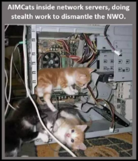 cats-inside-server.jpg