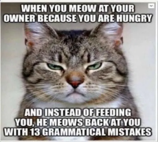 cat-when-you-meow-at-owner-meows-back-grammatical-mistakes.png