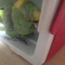 laughing parrot.mp4