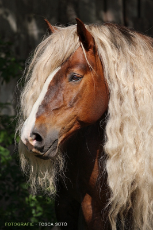 Horse - Tosca Suto.jpg