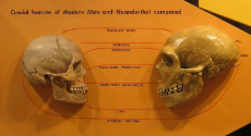 sapiens_neanderthal_comparison.jpg