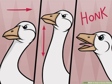 wikihow to stop a goose at….jpg