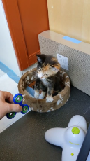 Kitty Fascinated by Fidget Spinner.mp4