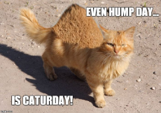get-the-fascinating-funny-cat-memes-hump-day-of-funny-cat-memes-hump-day.jpg