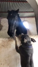 American Bully preciously begs horse for cuddles.mp4