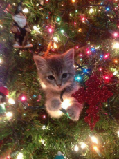 14_Cat_Christmas_Tree_Kitten.jpg