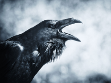 raven-spirit-animal.jpg
