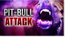 pit_bull_attack9.jpg