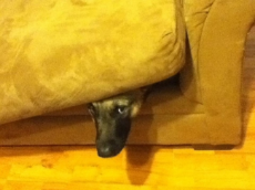 Another-Dog-Hiding-In-a-Couch-Cushion.jpg