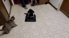 Lazy Kitty Loves Riding Roomba.mp4