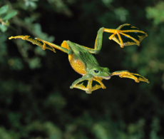 Wallaces-Flying-Frog.jpg