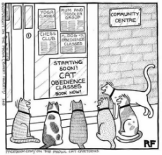 sign-cats-obedience-school.jpg