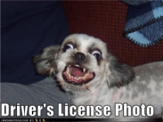 Driver's_License.jpg