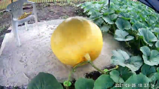 18 Day Time Lapse of Giant Pumpkin Growing.mp4