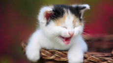 cute-cat-happy-4741.jpg