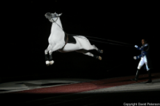 Lipizzaner-stallion-jump-show.jpg