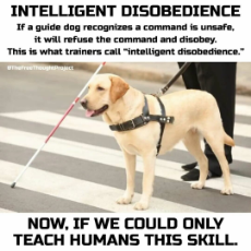 intelligent disobedience.jpg